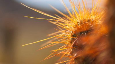 Hana at the Lakehouse
