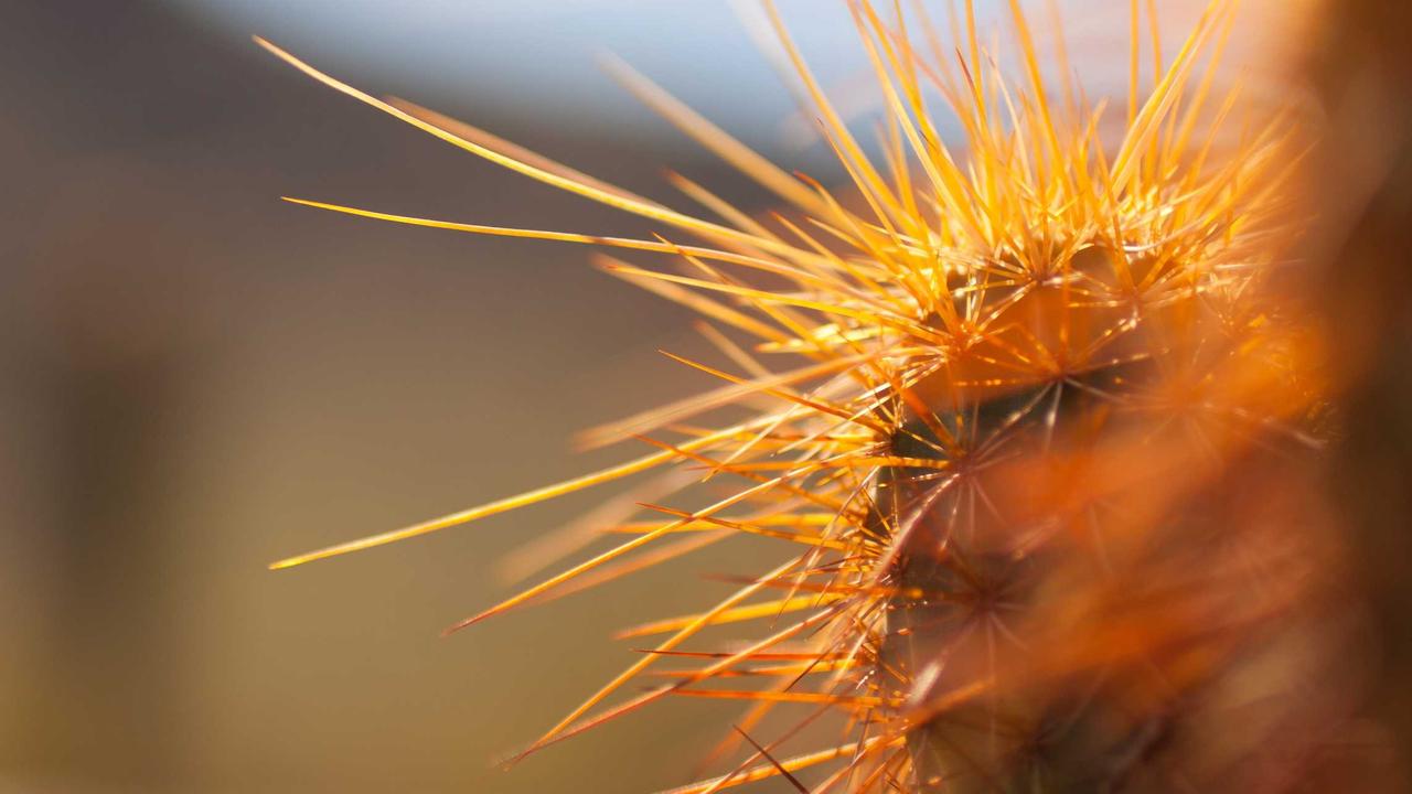 Hana at the Lakehouse