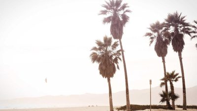 Wren at the Boutique